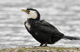 Little Pied Cormorant