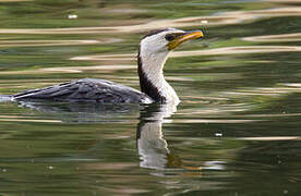 Little Pied Cormorant