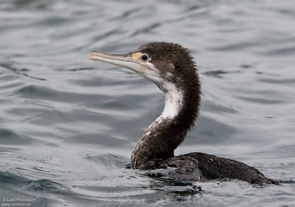 Australian Pied Cormorant