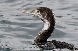 Australian Pied Cormorant