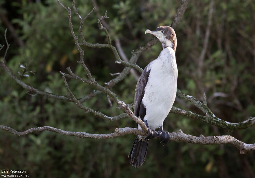 Cormoran variéimmature, pigmentation