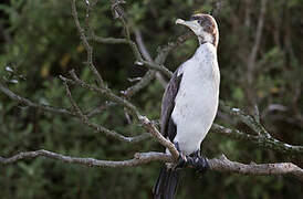 Australian Pied Cormorant