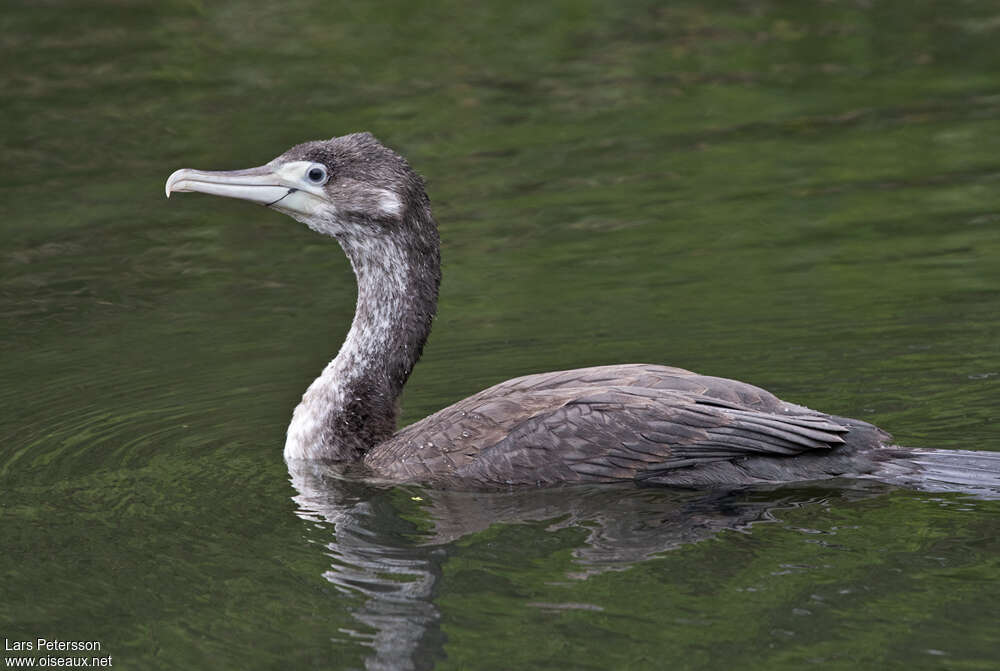 Cormoran variéjuvénile, pigmentation, nage