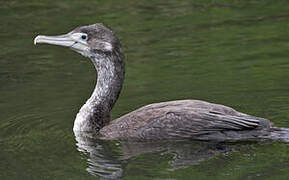 Australian Pied Cormorant