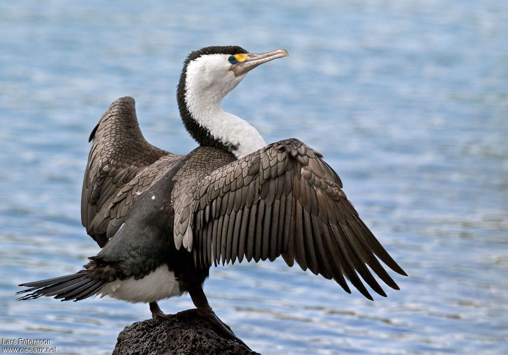 Cormoran variéadulte, soins, Comportement