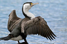 Australian Pied Cormorant