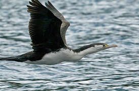 Australian Pied Cormorant