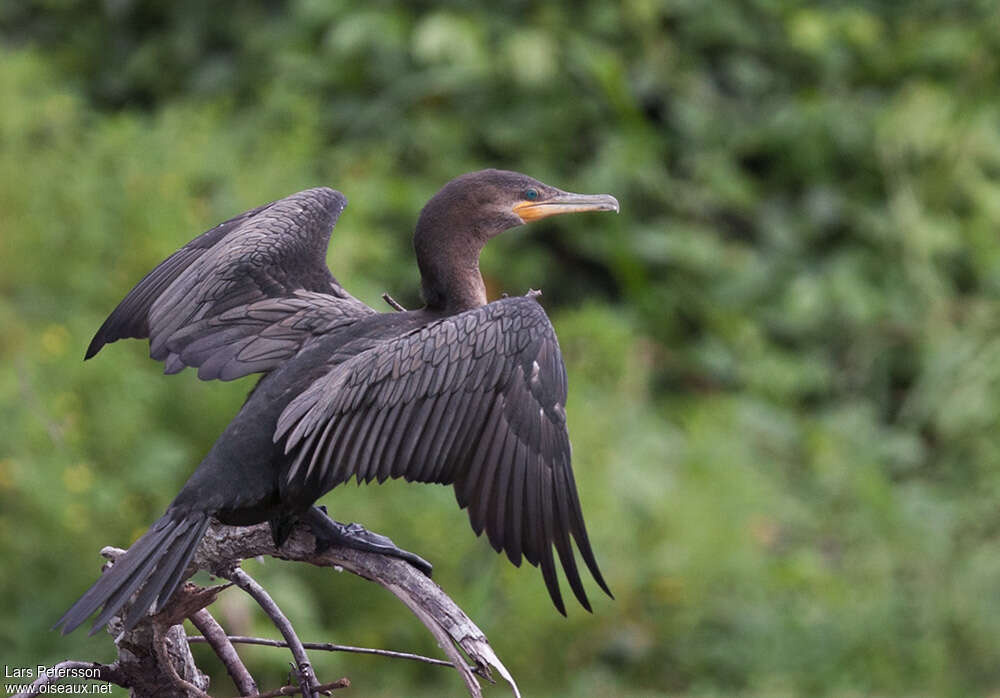 Neotropic Cormorantimmature, Behaviour