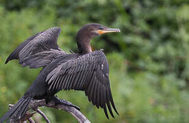 Neotropic Cormorant