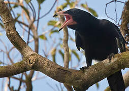 White-billed Crow