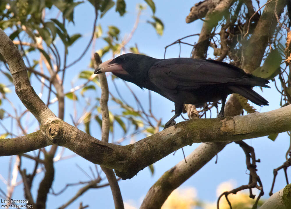 Corneille à bec blanc - Corvus woodfordi