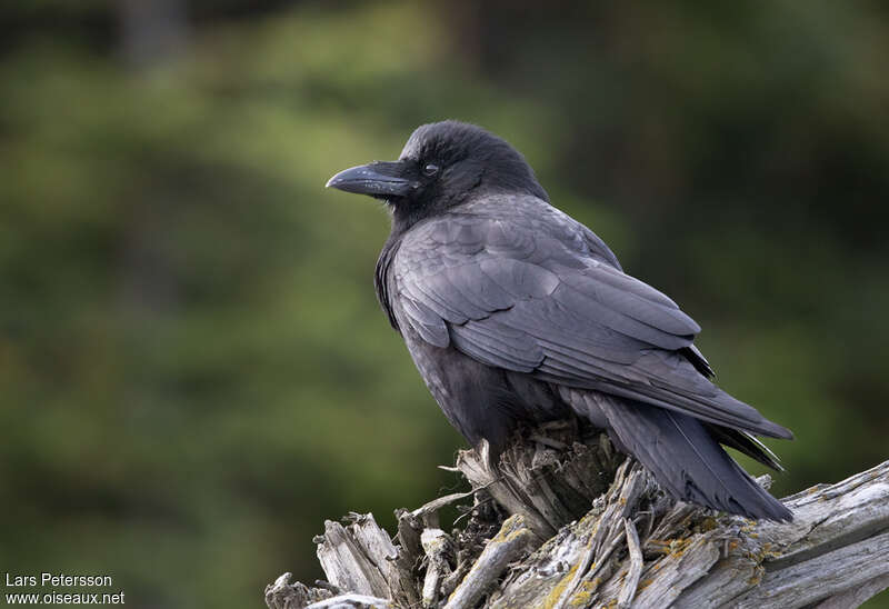 American Crow (caurinus)adult, identification