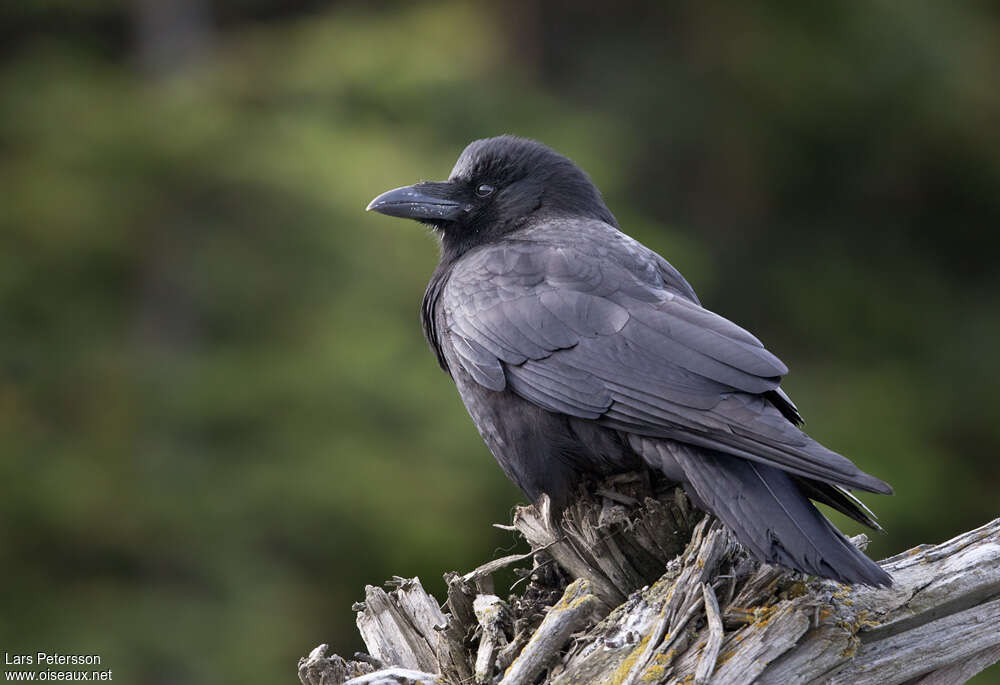 Northwestern Crowadult, identification