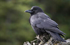 Northwestern Crow