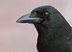 American Crow