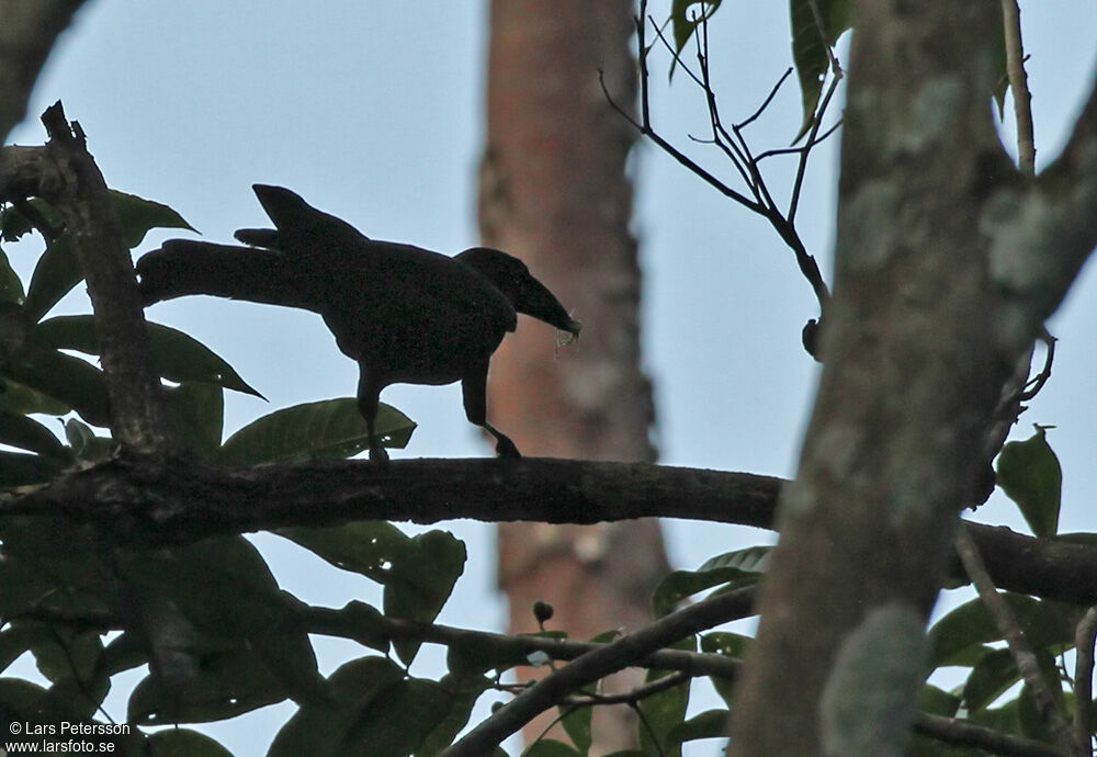 Flores Crow