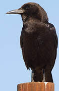 Cape Crow