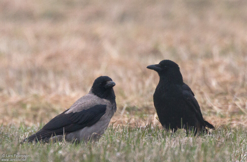 Hooded Crow