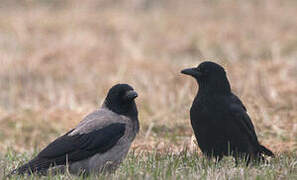 Hooded Crow