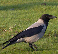 Hooded Crow