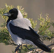 Hooded Crow