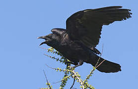 Carrion Crow