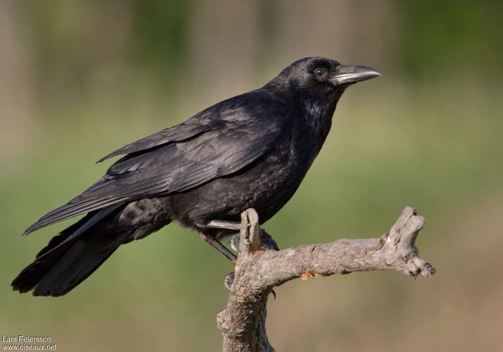 Carrion Crowadult