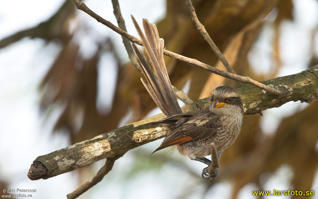 Yellow-billed Shrike