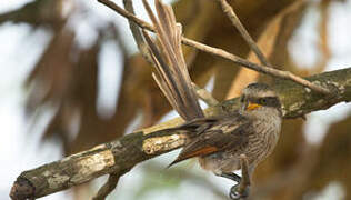 Yellow-billed Shrike