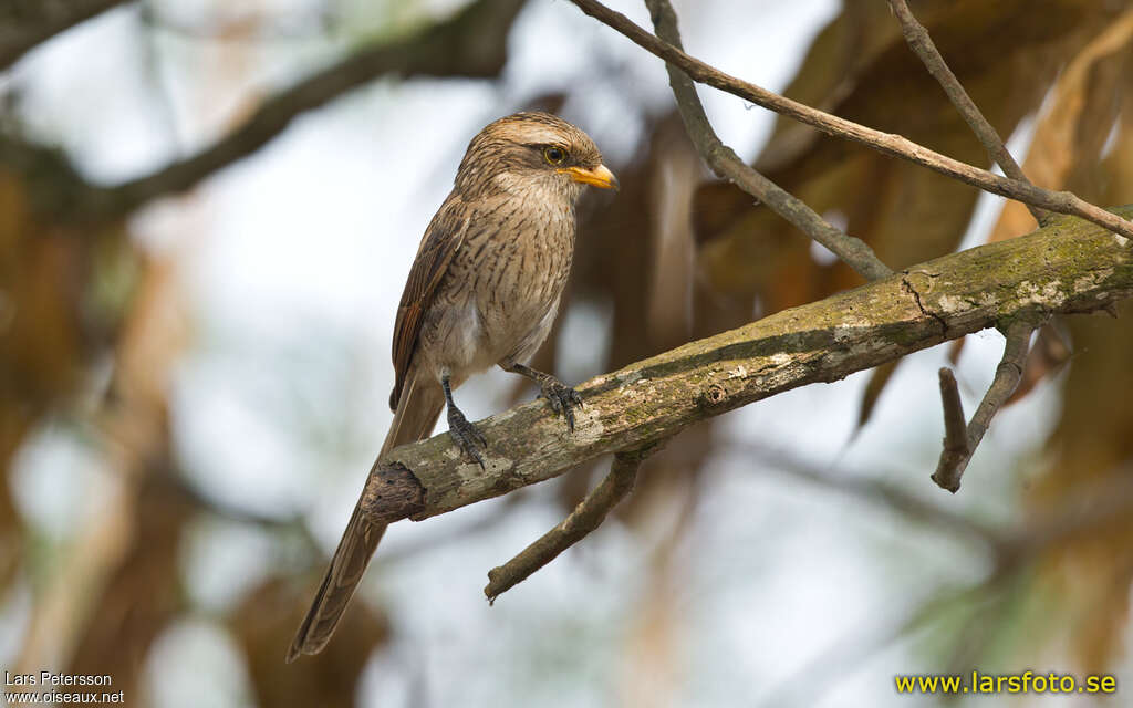 Yellow-billed Shrikeadult