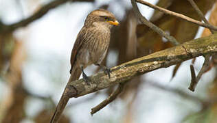 Yellow-billed Shrike