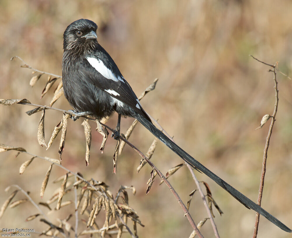 Magpie Shrike