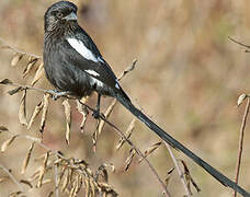 Magpie Shrike