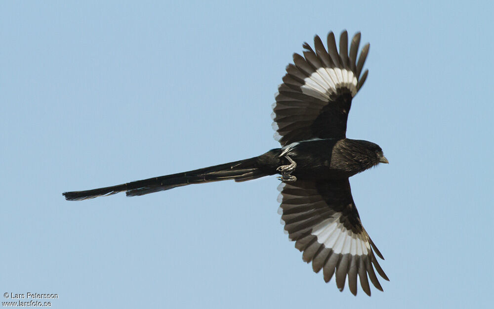 Magpie Shrike