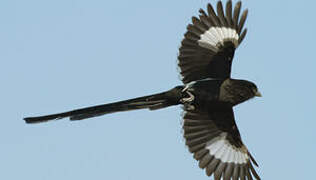 Magpie Shrike