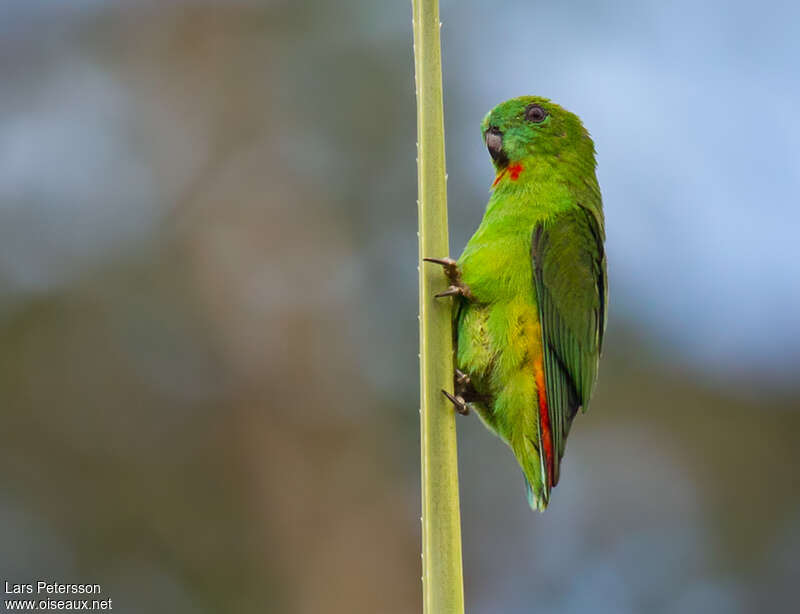 Orange-fronted Hanging Parrot female adult, identification