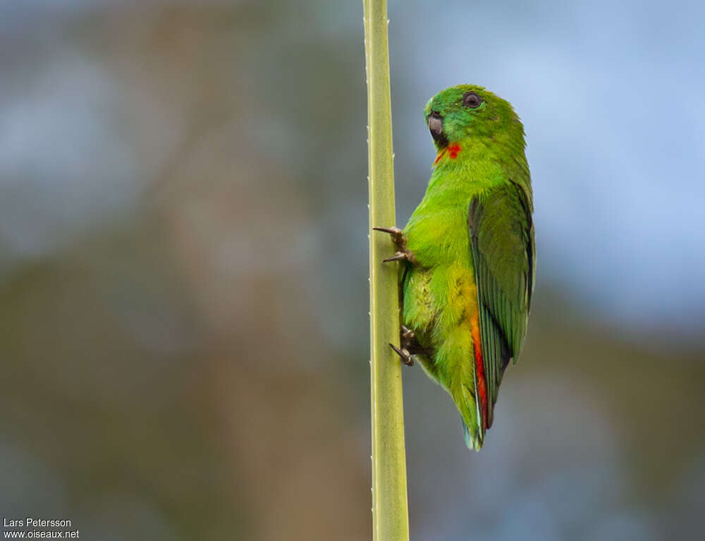 Orange-fronted Hanging Parrot female adult, identification