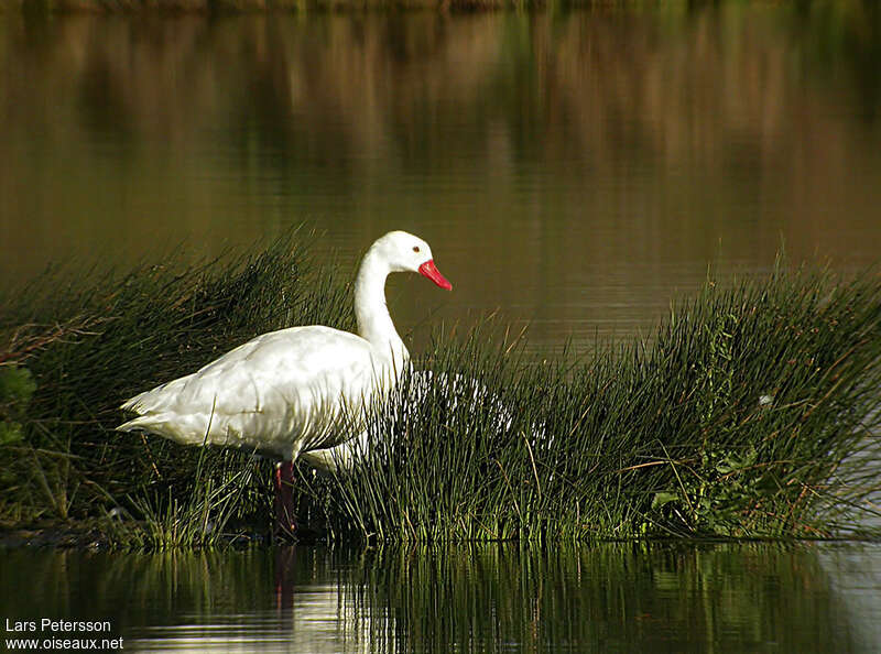 Coscoroba Swan, habitat, pigmentation