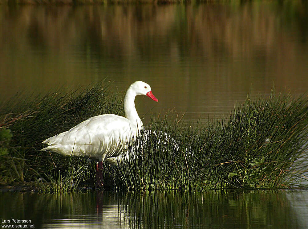 Coscoroba blanc, habitat, pigmentation