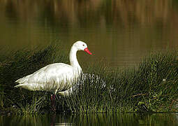 Coscoroba Swan