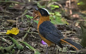 Snowy-crowned Robin-Chat