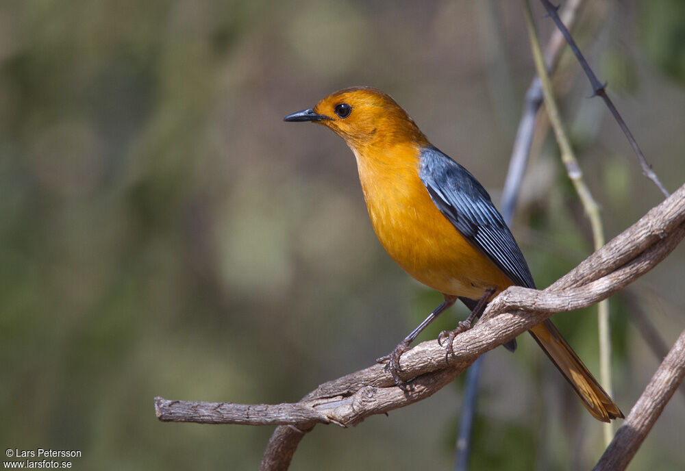 Red-capped Robin-Chat