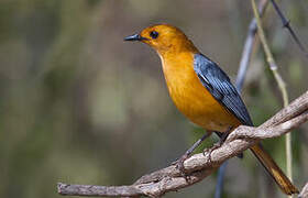 Red-capped Robin-Chat