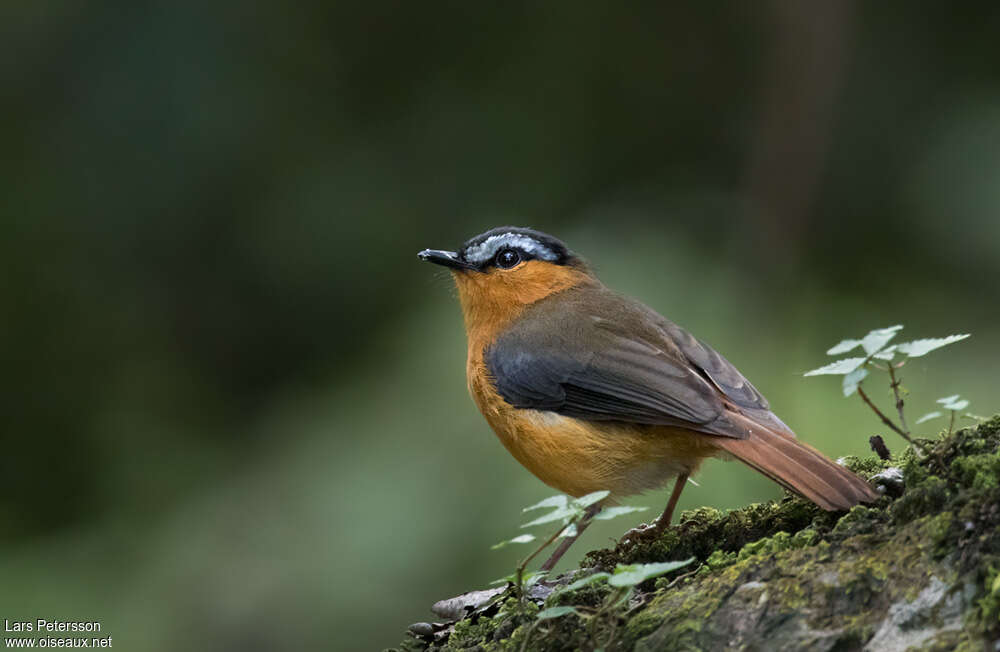 Grey-winged Robin-Chatadult, identification