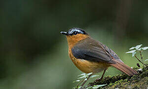 Grey-winged Robin-Chat