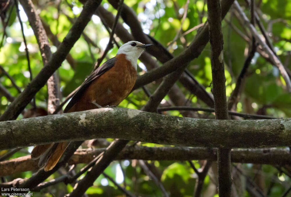 White-headed Robin-Chatadult, identification