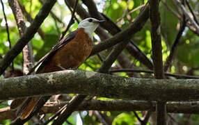 White-headed Robin-Chat