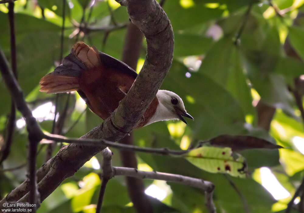 White-headed Robin-Chat