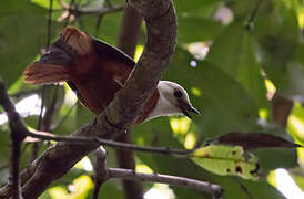 White-headed Robin-Chat