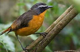 Mountain Robin-Chat